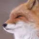 1111