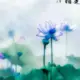 qq342947867