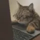 ghhv