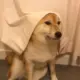 喂