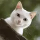 陪你从青涩校服到纯白婚纱