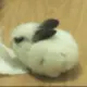 jacksuc