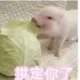 zhangglg