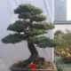 寒山石