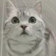 yyyu