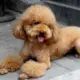 恬淡虚无