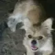 凡尘