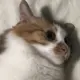 Gyperado
