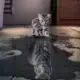 aiwaner