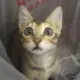 aircat