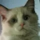 好