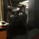 yoyo