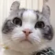 老周