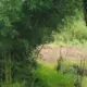 干锅猪心肺的头像-投影工坊
