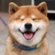 zhangerwahaha