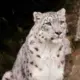 sk雪豹