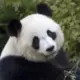 头像-方舟游戏