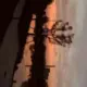 卿君情的头像-投影工坊
