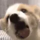 babyyinbaobao