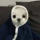 问问