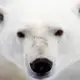2235966996
