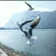 纯白鸢尾花