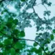 芭蕉tree
