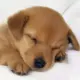 快乐的小羊羔