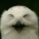 1066