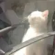 megiun