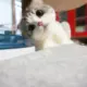littlewang9