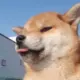 東风