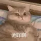 啊大大大