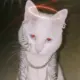 乐子人
