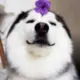 puhaha