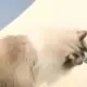 六66660的头像-投影工坊