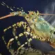 深海龙虾