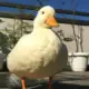 Gludog