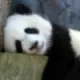 iecccccccc的头像-投影工坊