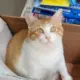 明曌
