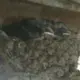 屹立不倒的猪