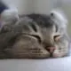 试试