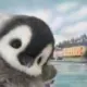 FogLeap的头像-投影工坊
