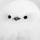qium