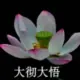 yunqiu1314的头像-投影工坊