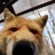 Foxhole