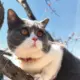 黑猫