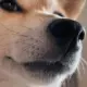 柠