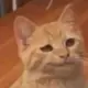 周茄伦