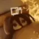 233